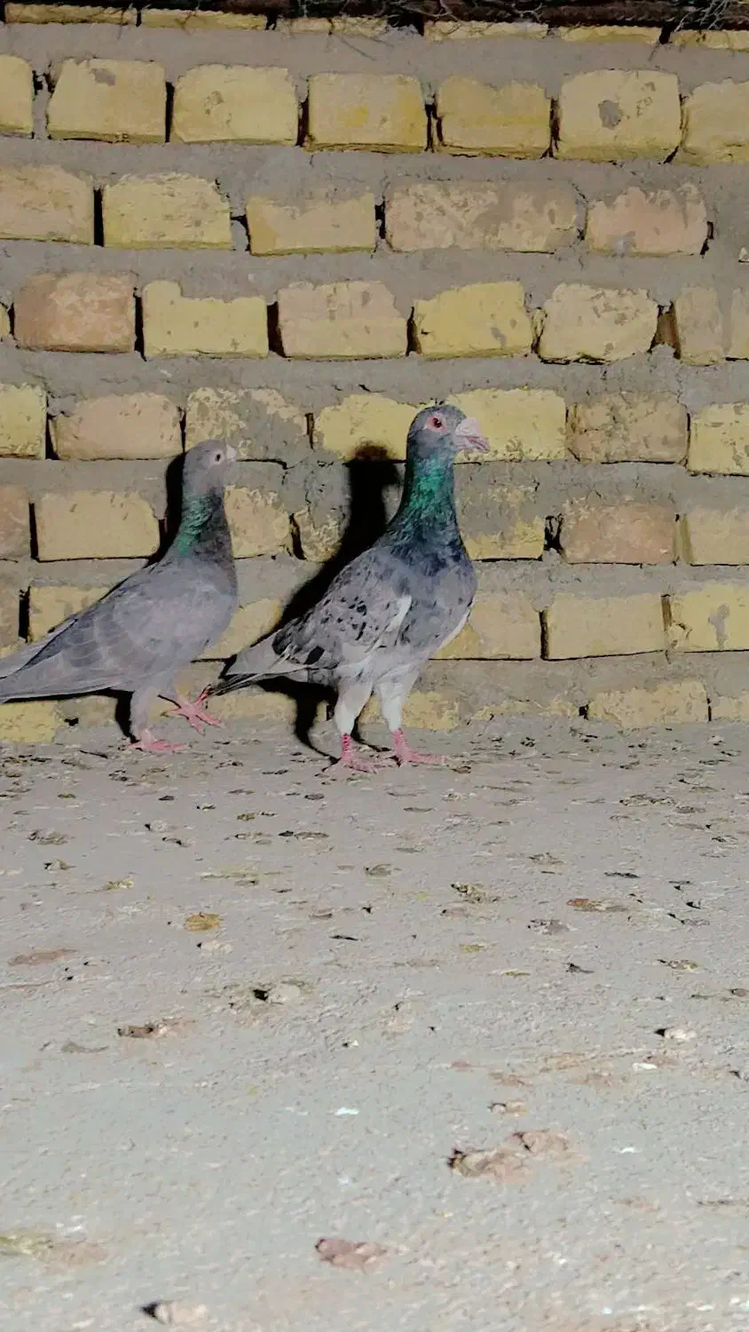 طوقی|پرنده|یزد, |دیوار