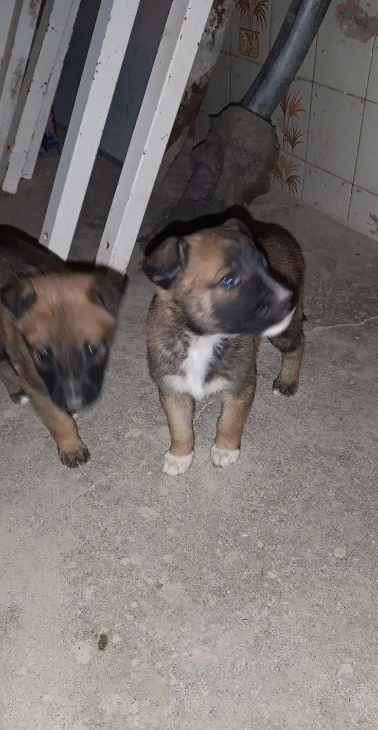 سگ مالینویز اصل|سگ|زاهدان, |دیوار