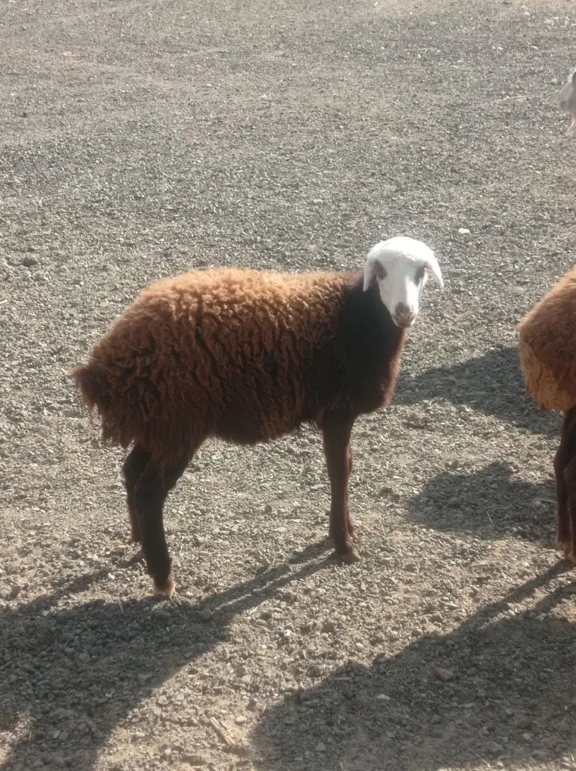 بره ماده نازار عتیقه|حیوانات مزرعه|صحنه, |دیوار