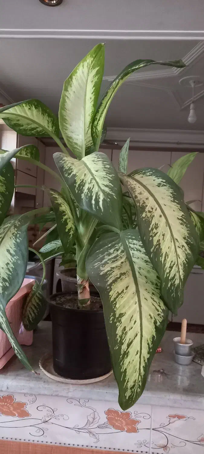 گل زیبا|گل و گیاه طبیعی|زنجان, |دیوار