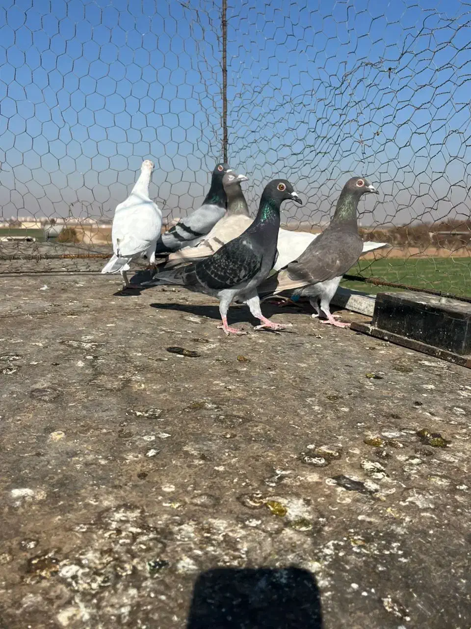 کبوترخطی|پرنده|اقبالیه, |دیوار