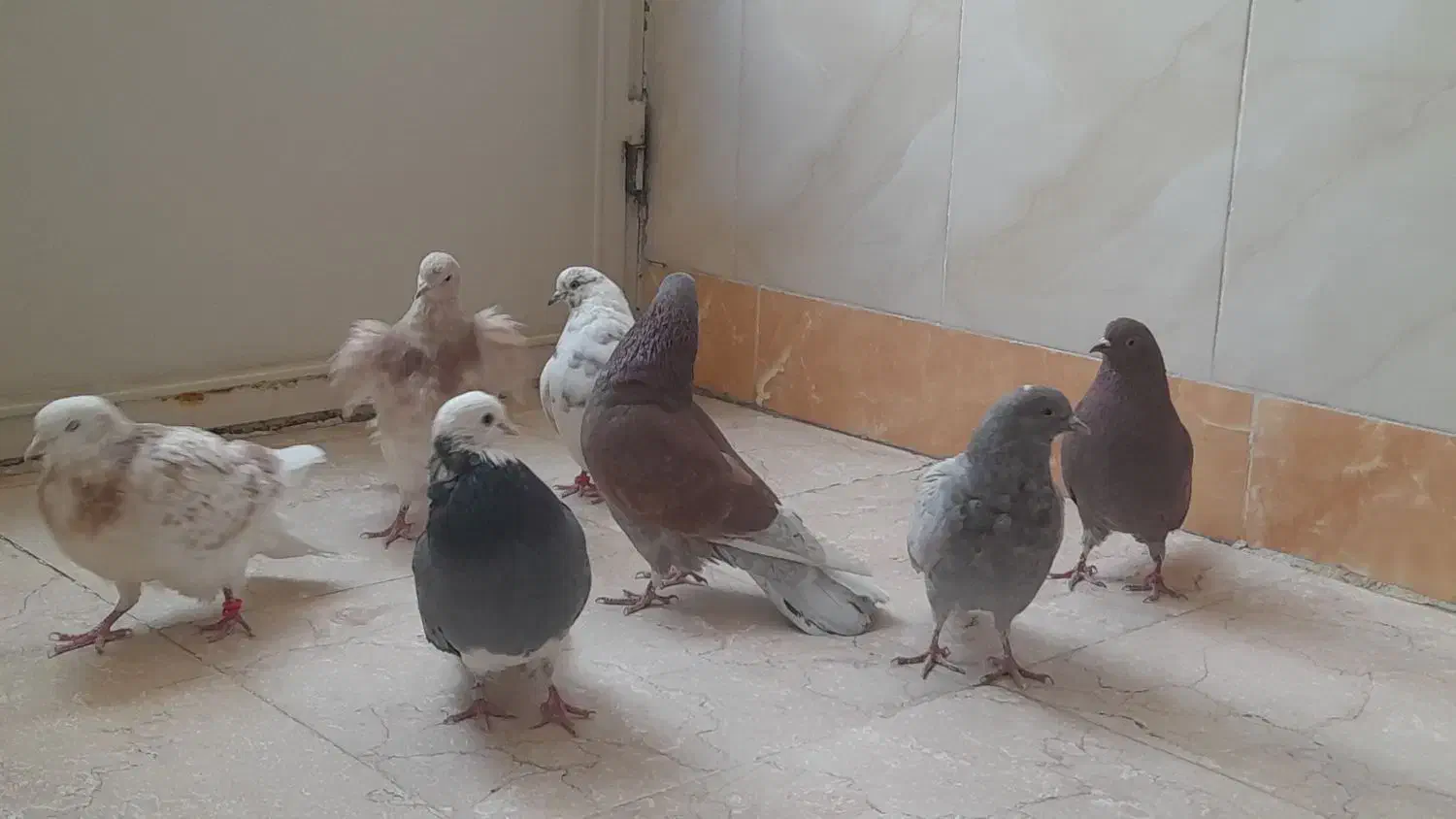 کفتر پرشی|پرنده|گلپایگان, |دیوار