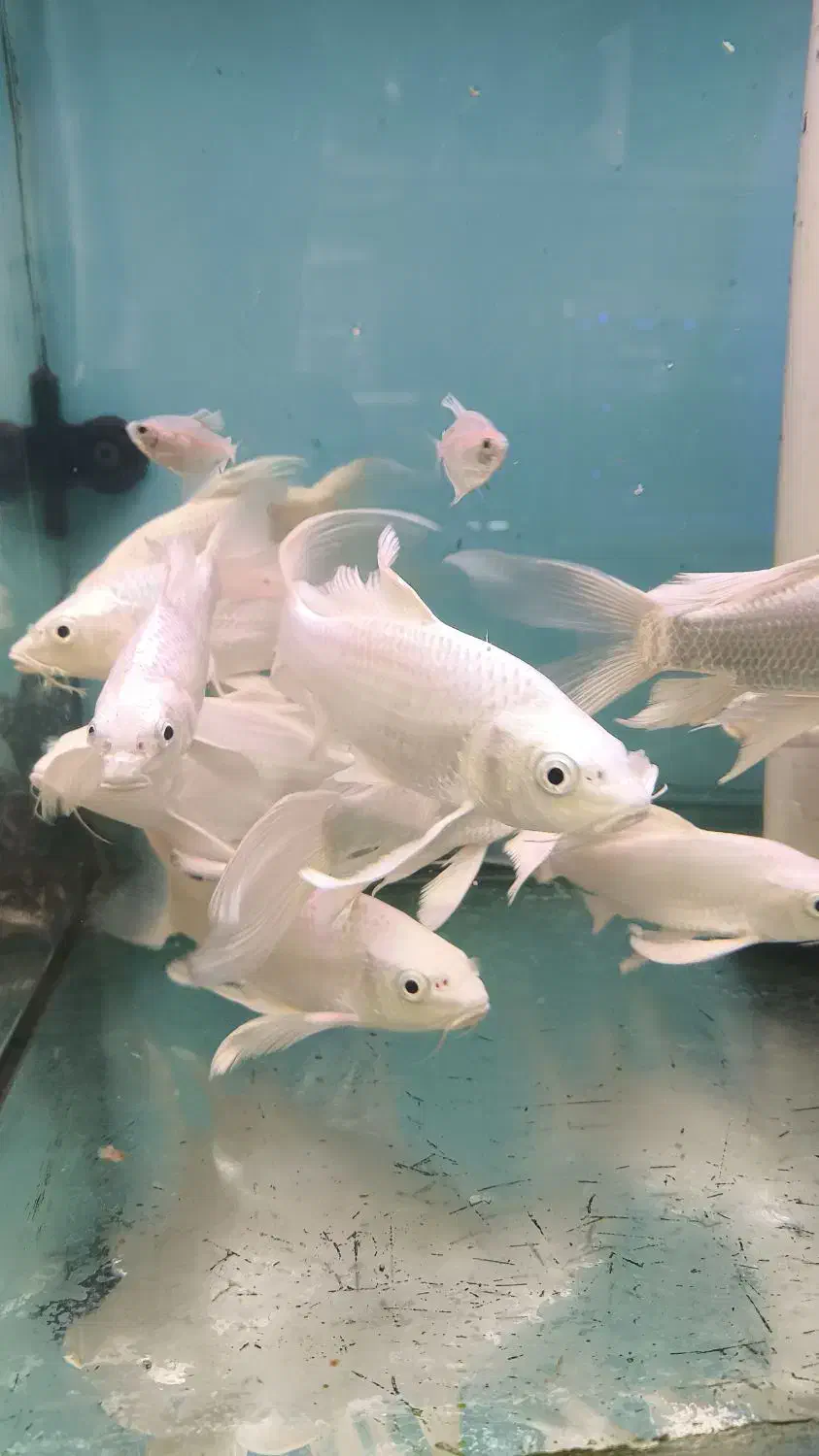 کوی مایان و پلاتینیوم و بقیه نژاد ها|ماهی|فولادشهر, B4|دیوار