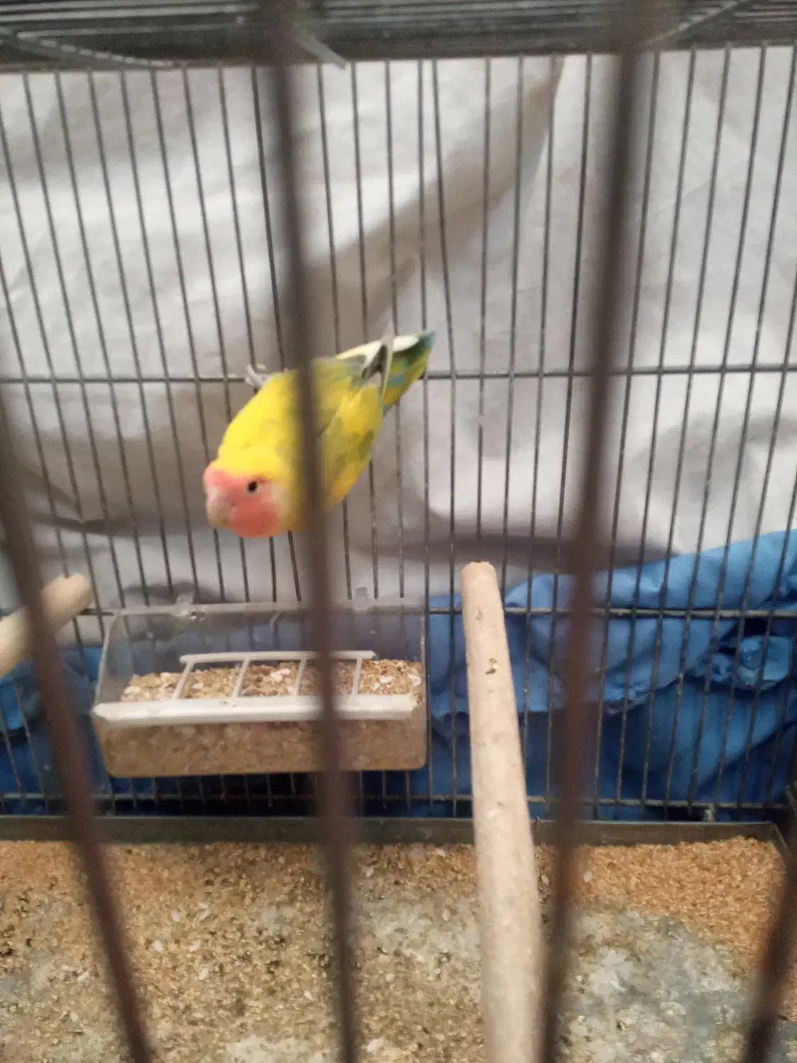 کوتوله نر‌‌ خوش رنگ|پرنده|اصفهان, شاهزاده ابراهیم|دیوار