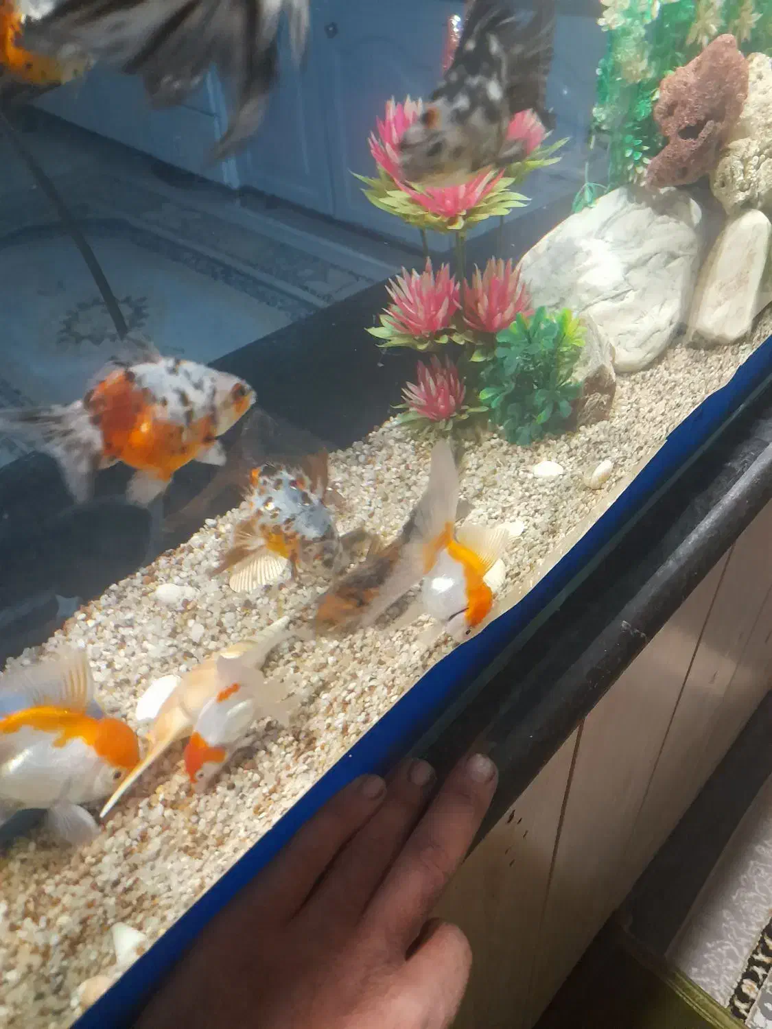 ماهی گلد فیش و تزئینات|ماهی|ارومیه, |دیوار