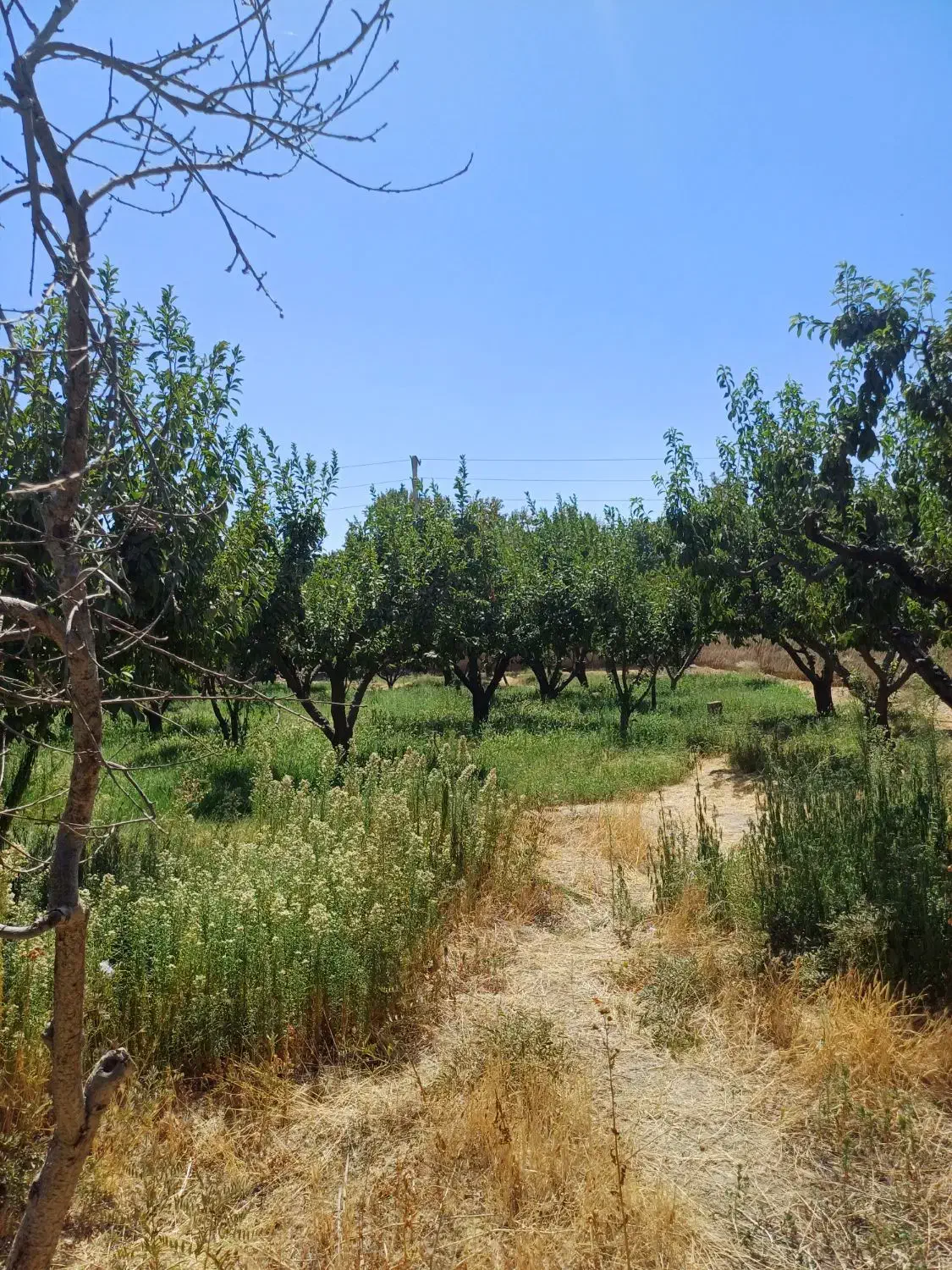 شهرک ویلایی حمیدیه ۲۰۰۰متر باغ سندتک برگ|فروش زمین و ملک کلنگی|هشتگرد, حمیدیه|دیوار