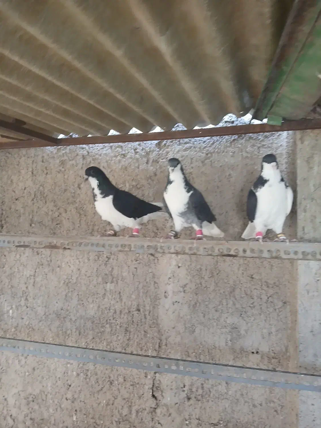 کفتر ‌پرشی‌‌|پرنده|قزوین, |دیوار