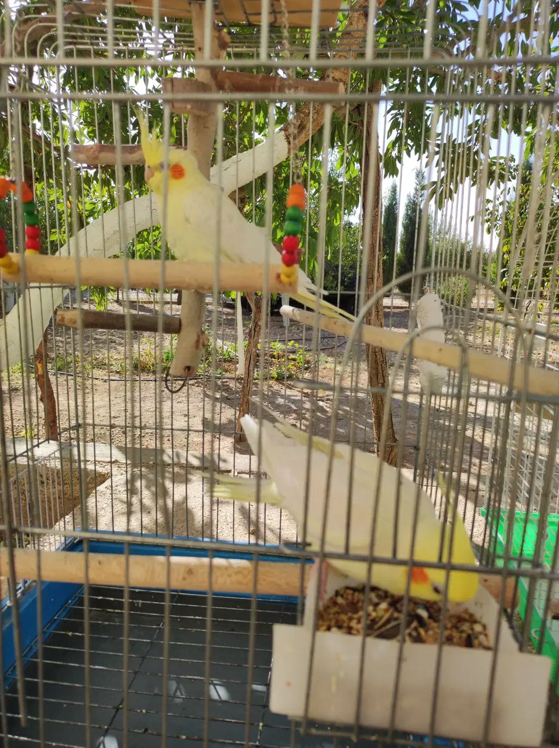 عروس هلندی|پرنده|شیراز, کودیان|دیوار