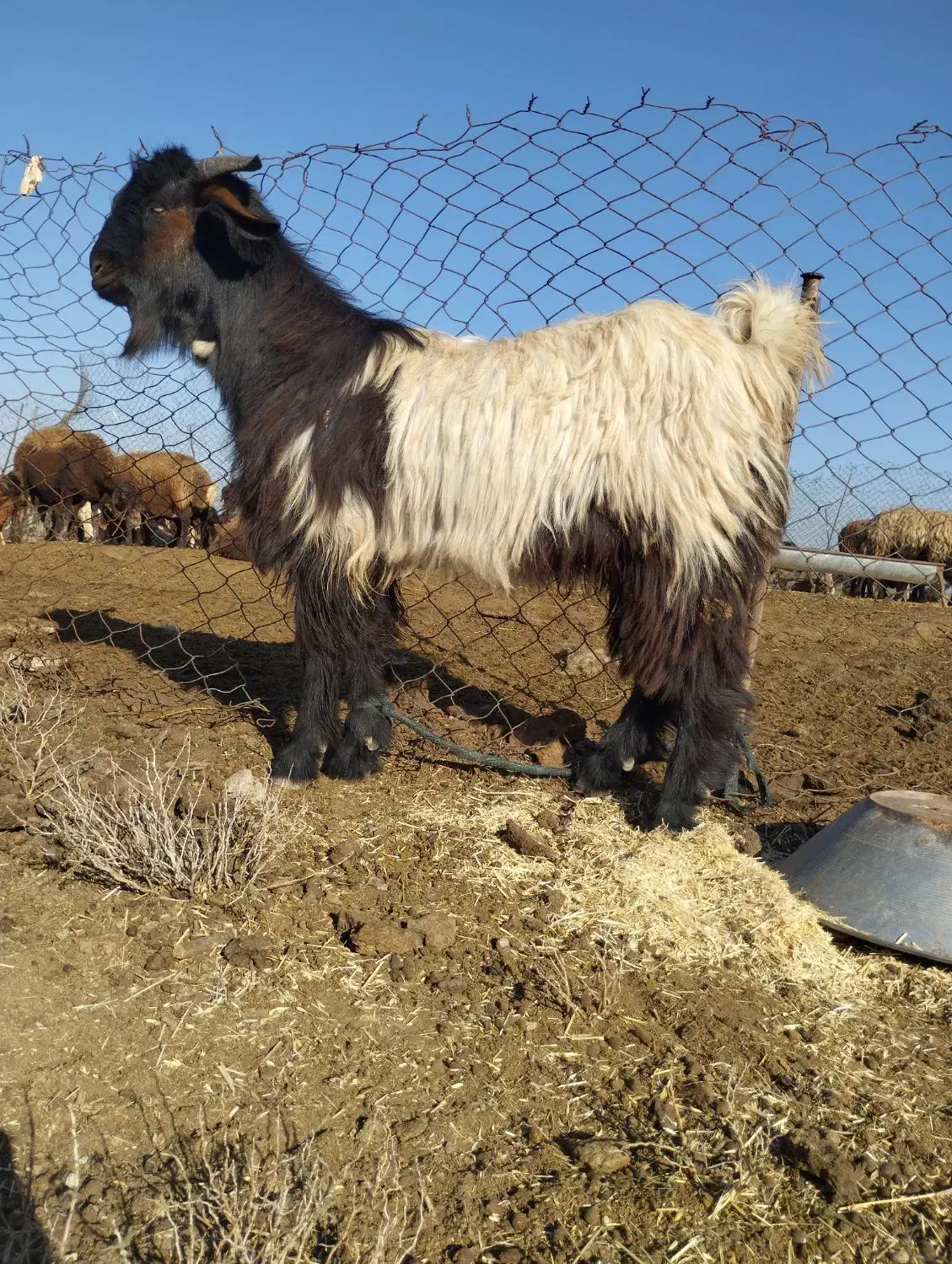 بیگ نر|حیوانات مزرعه|شوش, |دیوار