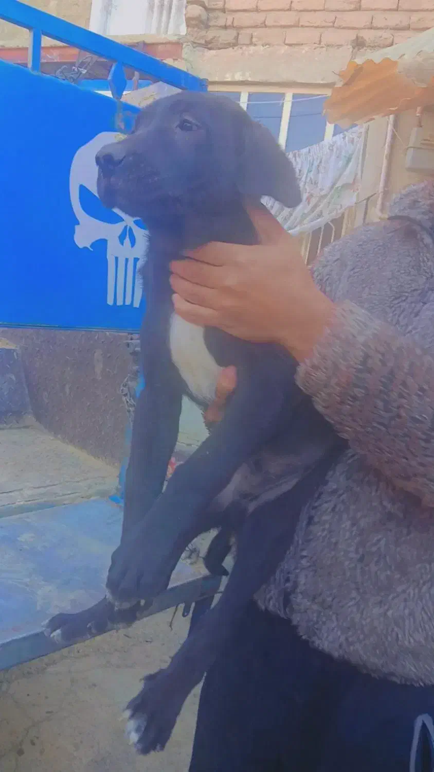 توله پژدر|سگ|کنگاور, |دیوار