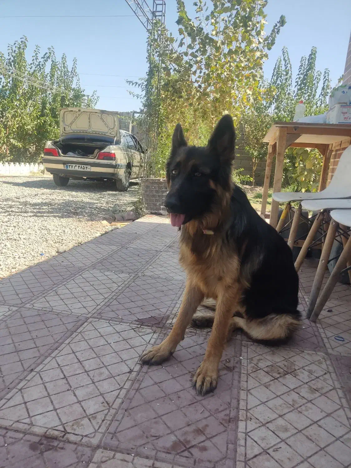 ژرمن شپرد اصیل|سگ|رباط‌کریم, حصار مهتر|دیوار