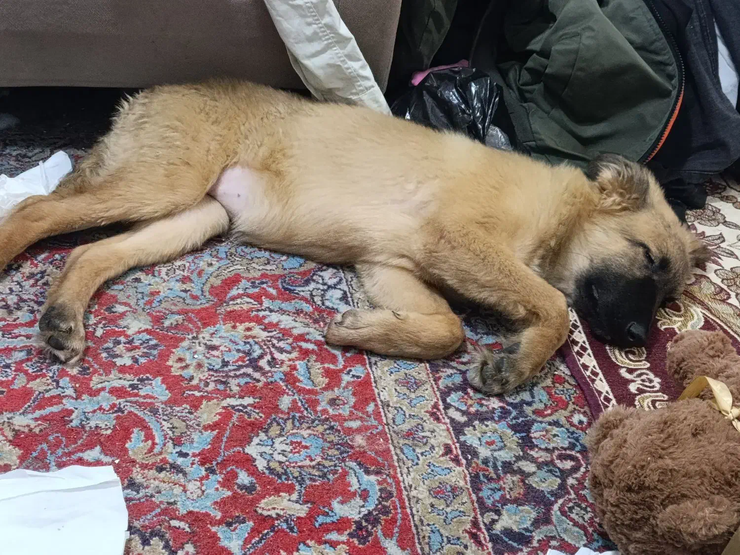 توله ژرمن ورک|سگ|تهران, کیانشهر|دیوار