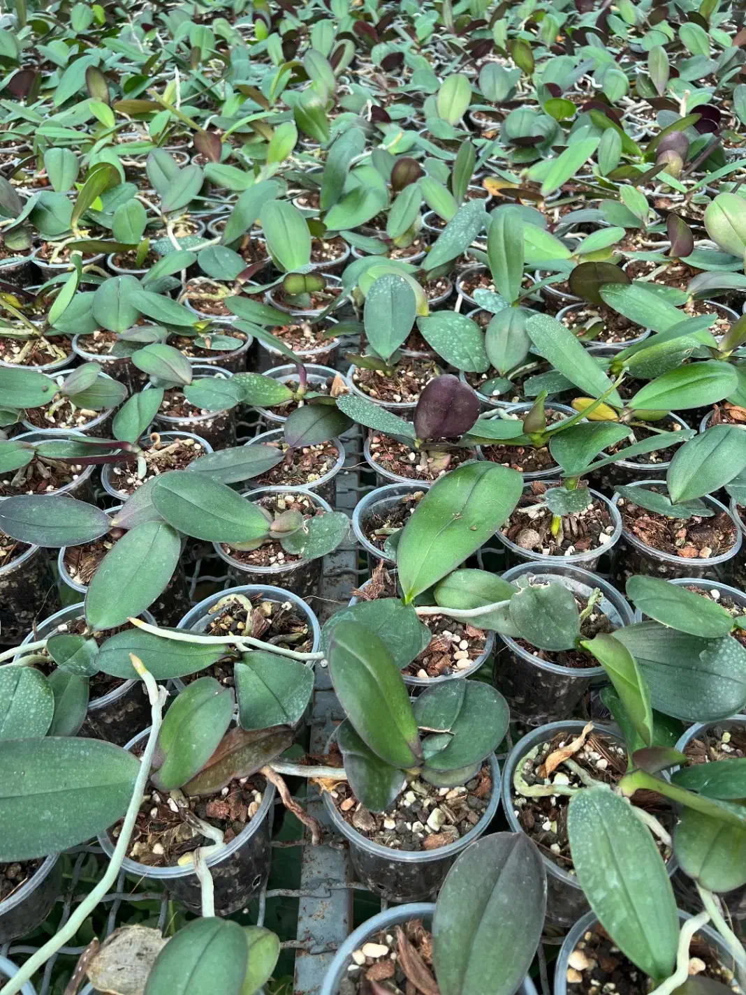 استخدام سرایدار|استخدام سرایداری و نظافت|نوشهر, |دیوار