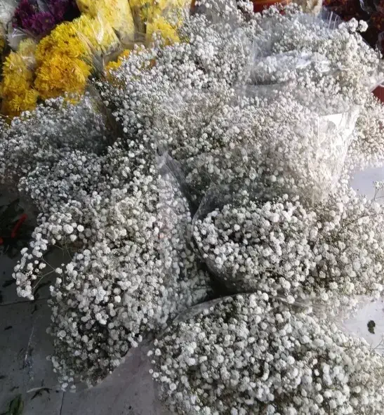 گل روز مادر|گل و گیاه طبیعی|الشتر, |دیوار