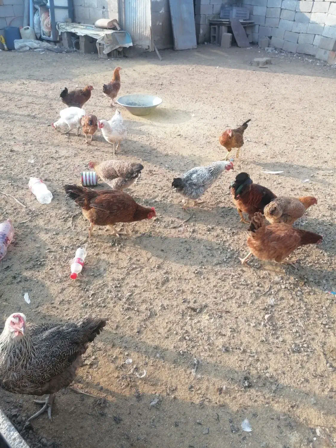 مرغ و غاز تخمگذار|حیوانات مزرعه|رضوانشهر, |دیوار