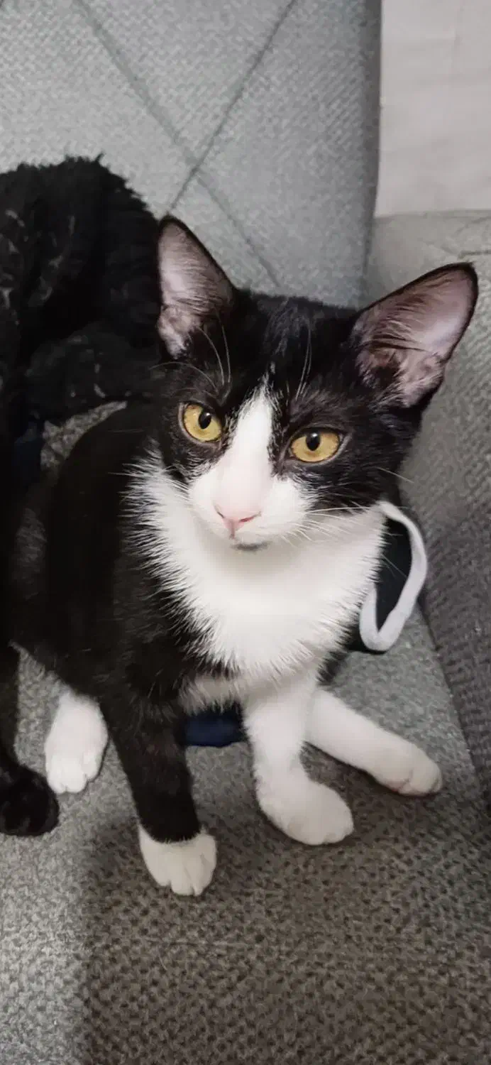 واگذاری رایگان بچه گربه|گربه|رشت, منظریه|دیوار