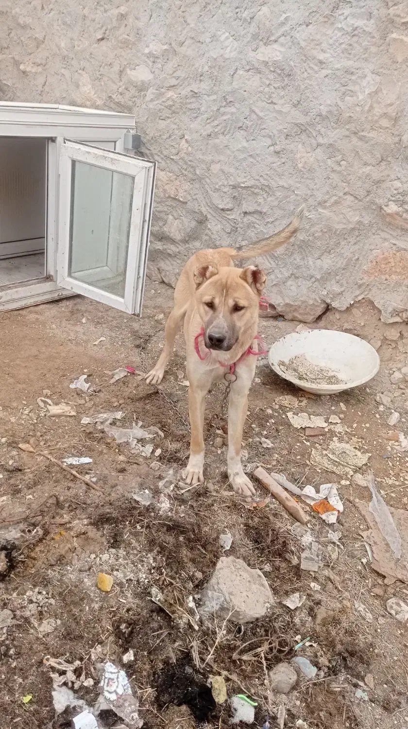 واگذاری سگ|سگ|ماکو, |دیوار