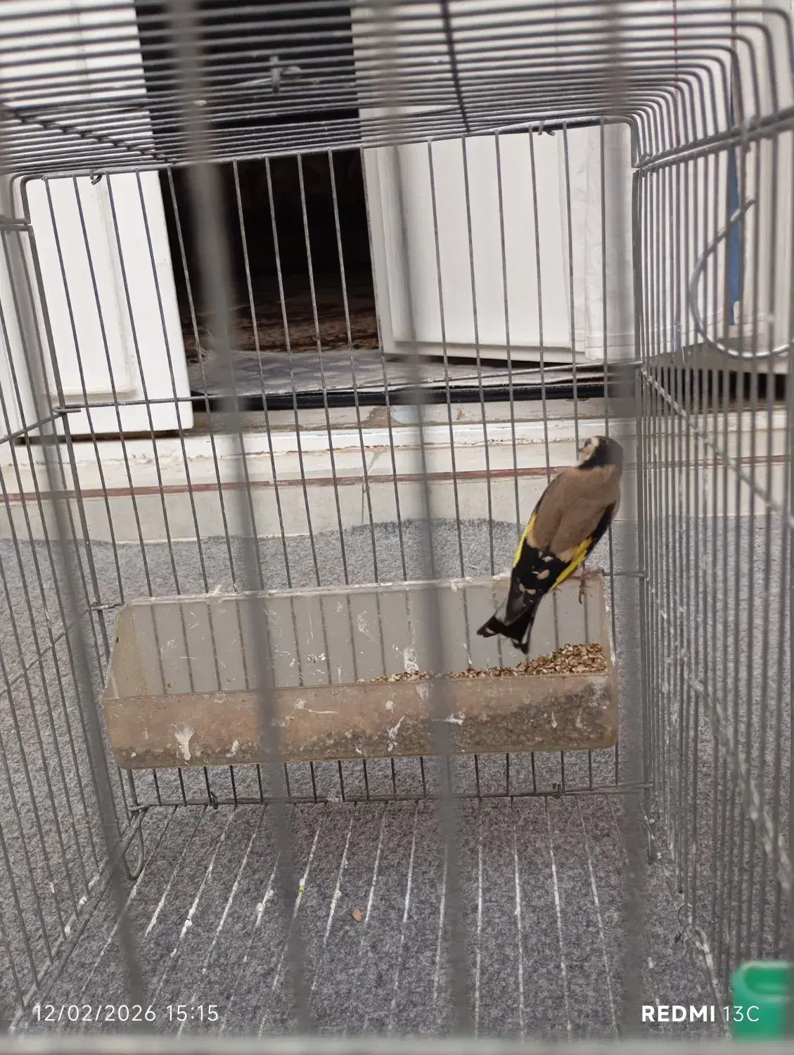 3 عدد سهره|پرنده|شیراز, کوشک میدان|دیوار