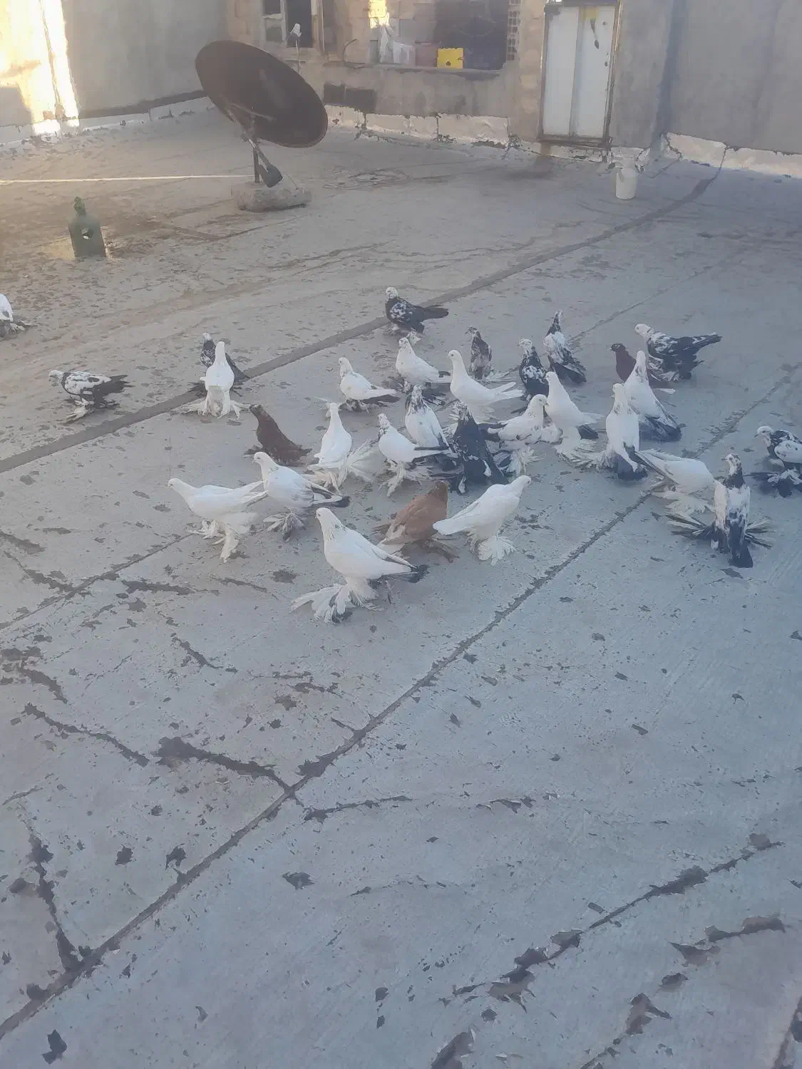 کفتر|پرنده|تبریز, |دیوار