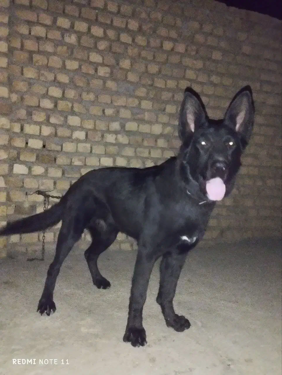 سگ نگهبان هوشیار و قوی، مناسب نگهبانی و محافظت|سگ|بردسکن, |دیوار