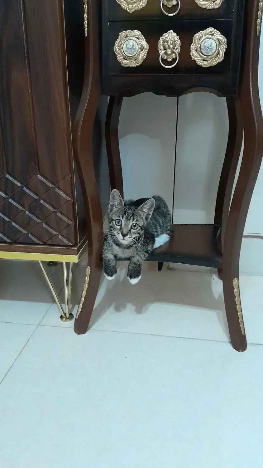 گربه گمشده|سگ|الوند, |دیوار