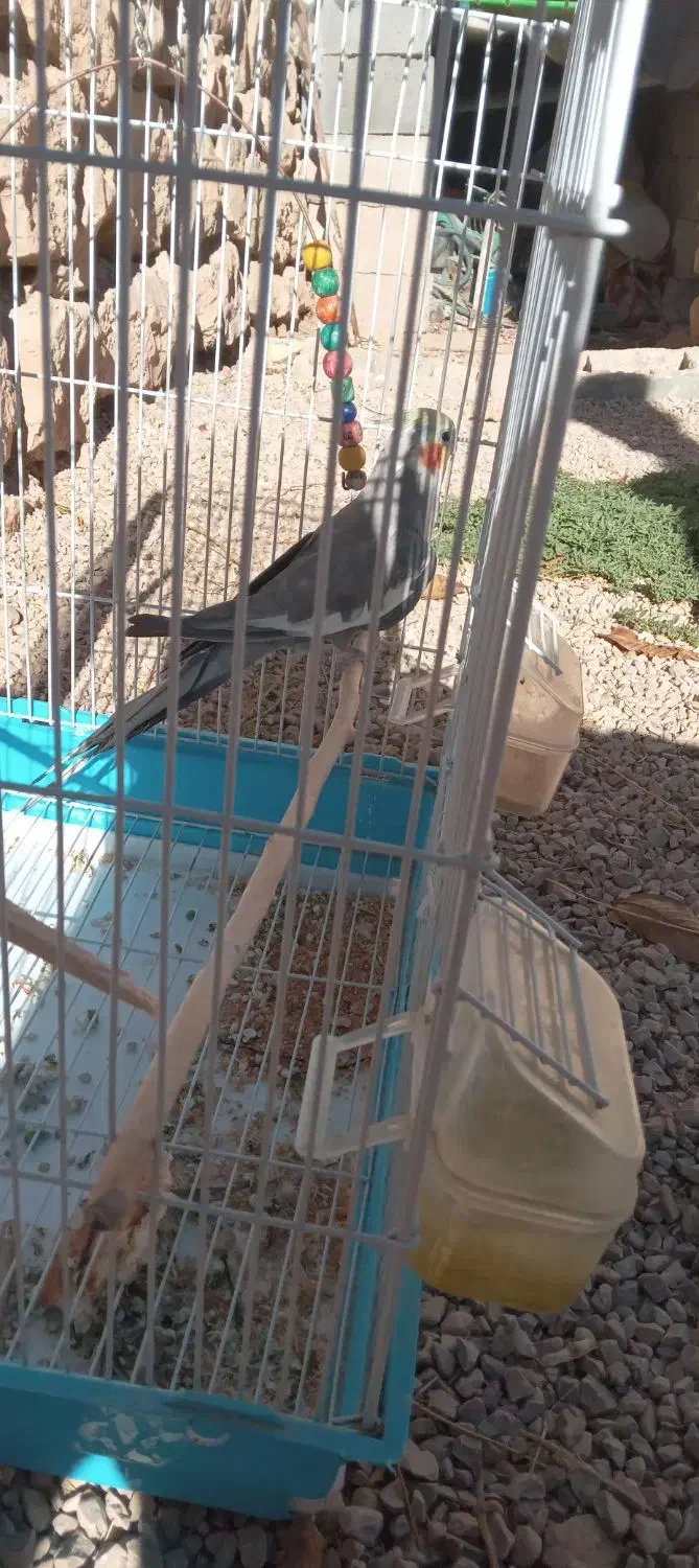 عروس|پرنده|آشخانه, |دیوار