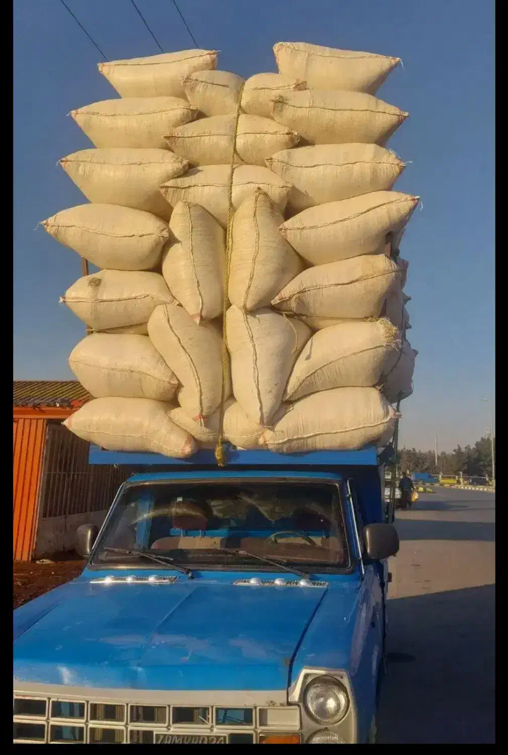 فروش کاه نرم و ریز|لوازم جانبی حیوانات|سراجو, |دیوار