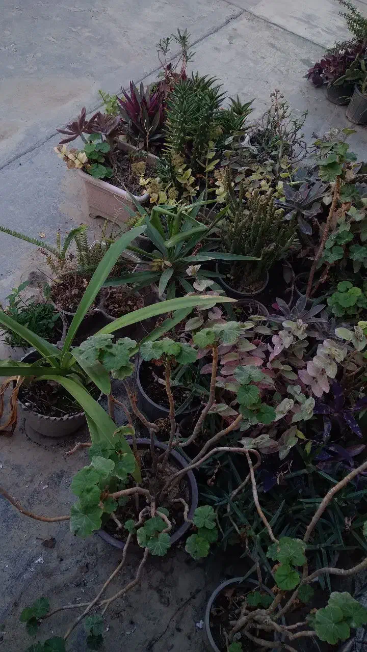 فروش گل های طبیعی یکجا وتکی|گل و گیاه طبیعی|گنبد کاووس, |دیوار