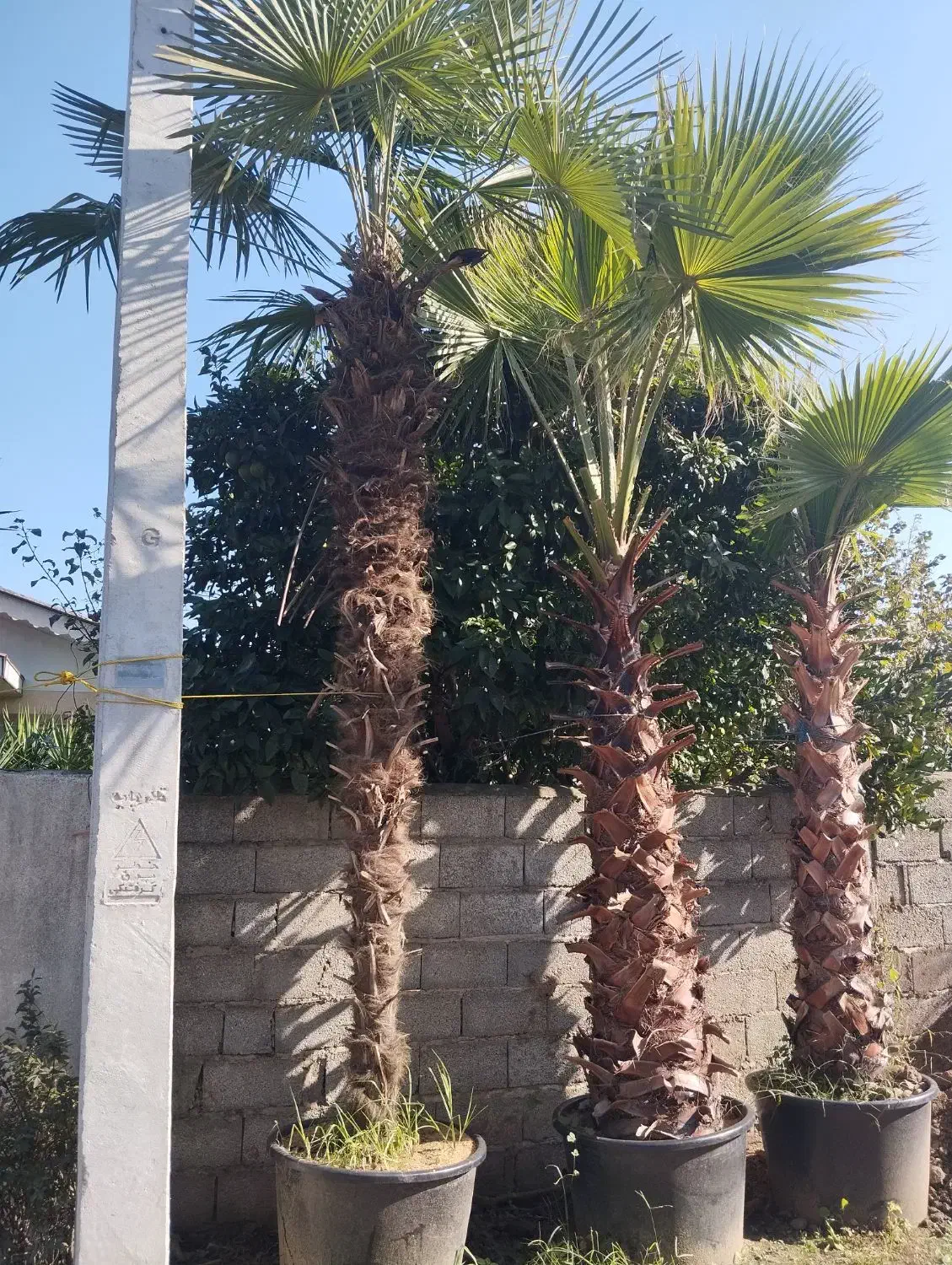 پالم.یاس.چمن|گل و گیاه طبیعی|رودسر, |دیوار