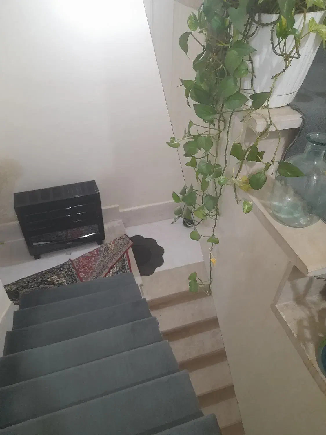 فروش قناری خاکی|پرنده|آبدانان, |دیوار