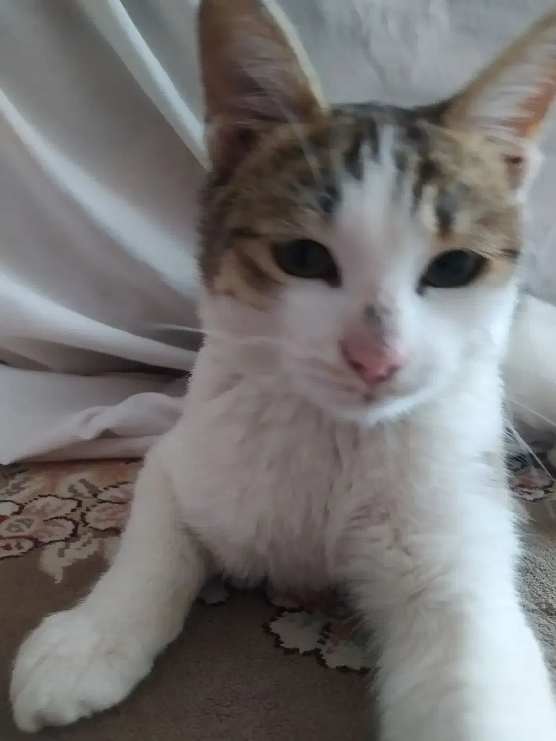 گربه|گربه|شیروان (خراسان), |دیوار