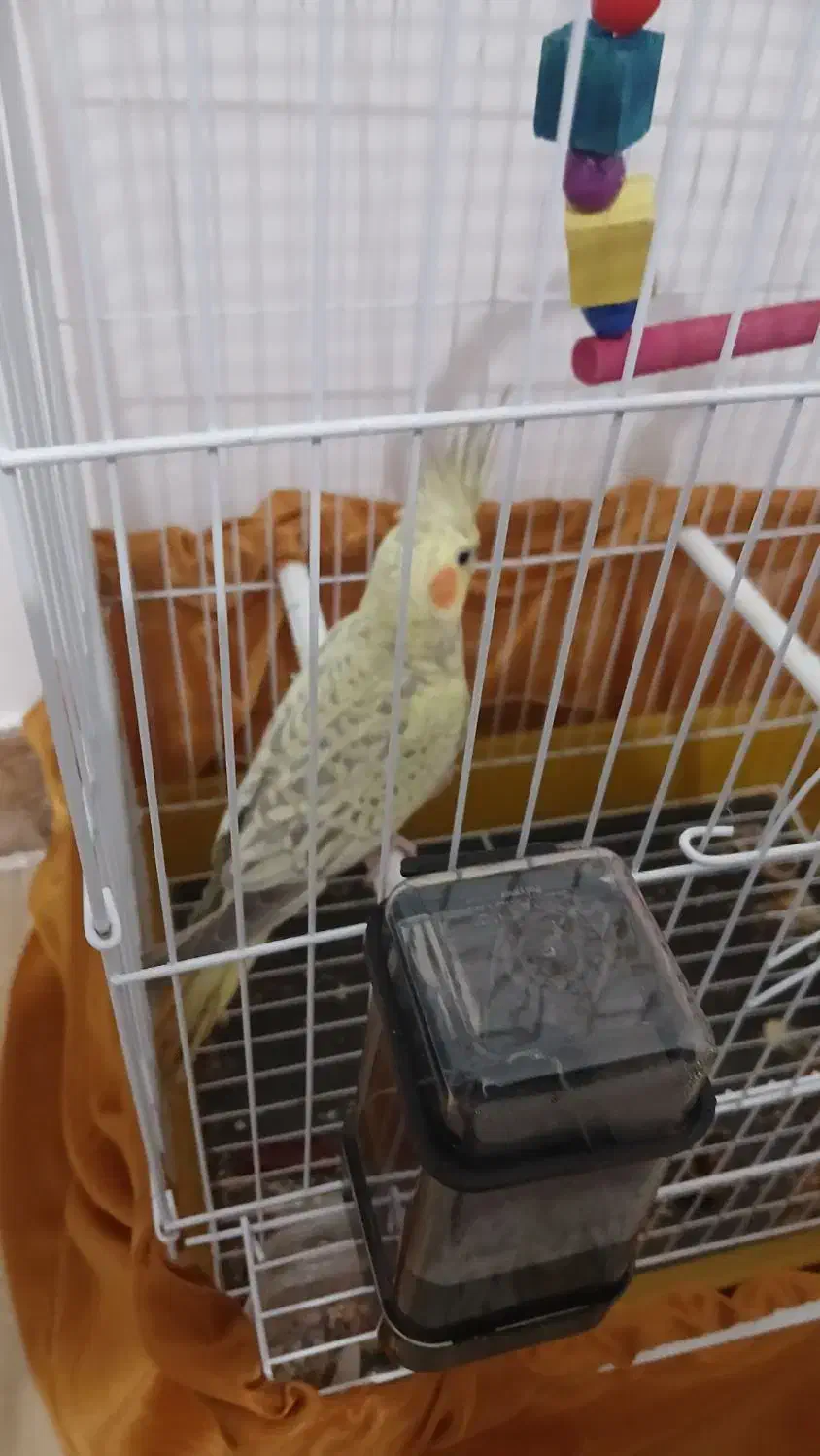 عروس هلندی 4ماهه با فقس|پرنده|سنندج, |دیوار