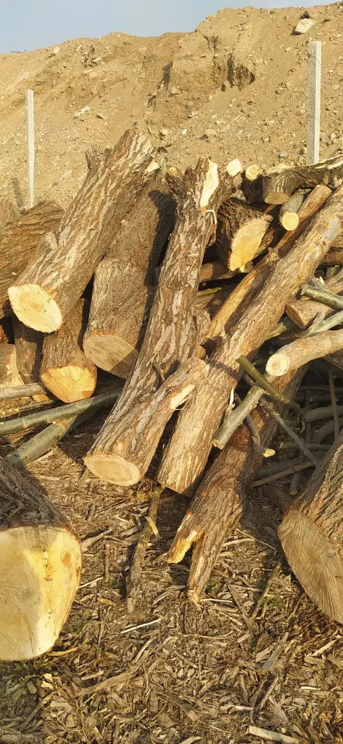 خرید فروش درخت نقدی|عمده‌فروشی|اهر, |دیوار