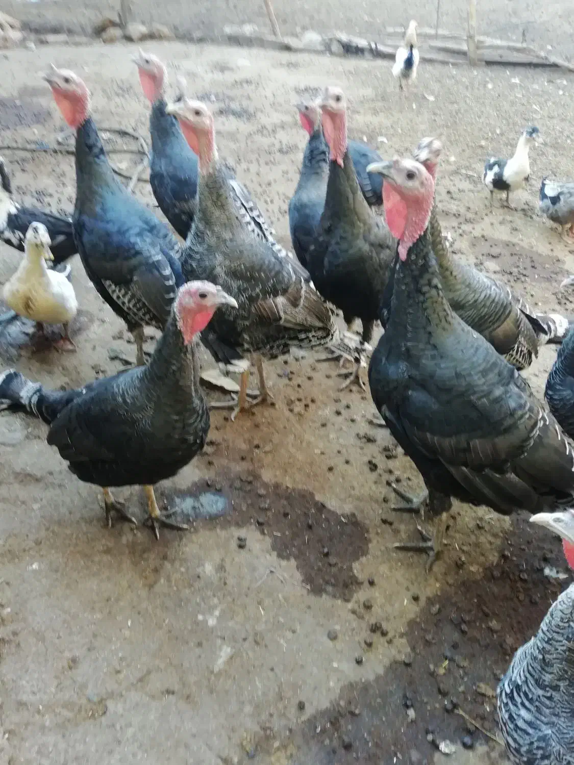 بوقلمون|حیوانات مزرعه|بیرانوند, |دیوار