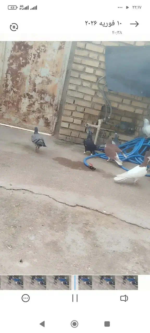 دزفول|پرنده|گتوند, |دیوار