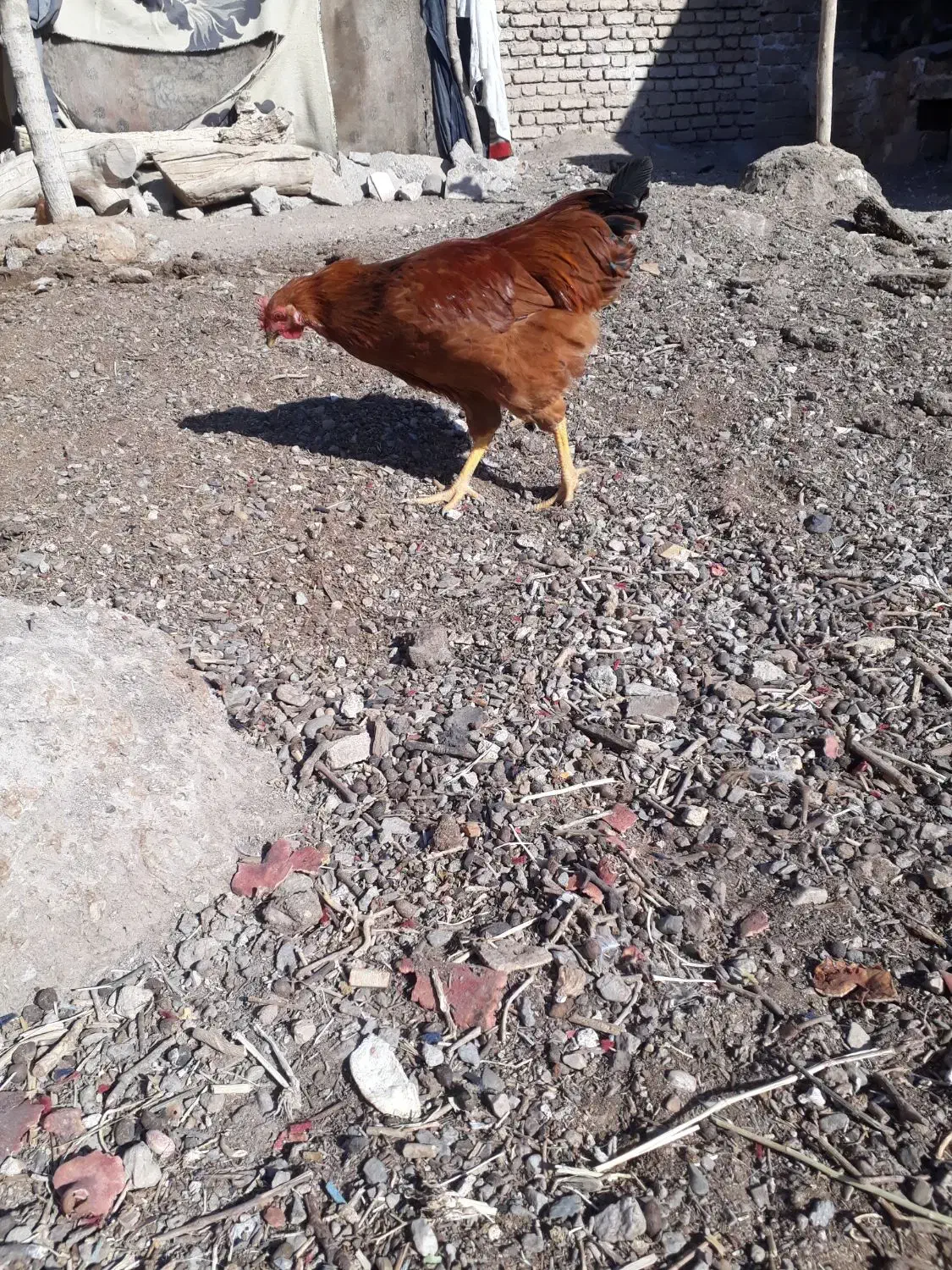 خروس محلی|حیوانات مزرعه|فردوس (خراسان), |دیوار