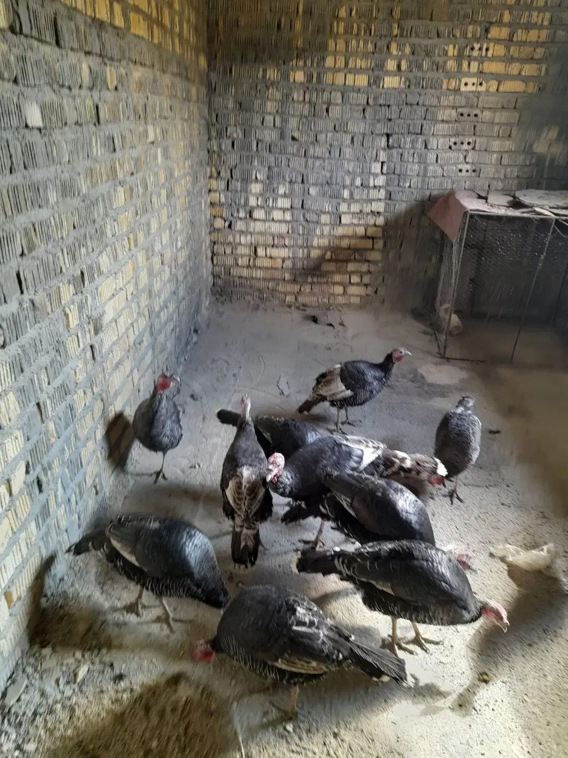 ۱۲تا بوقلمون نر و ماده|حیوانات مزرعه|شیراز, داریون|دیوار