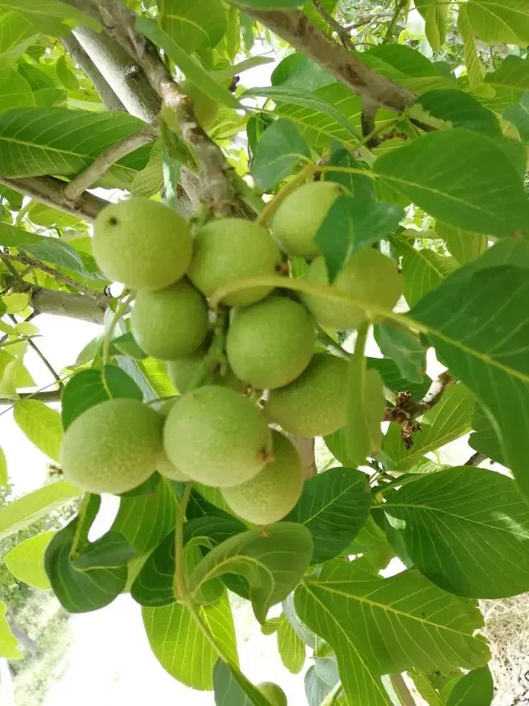 گردو ژنوتیپ 7|خدمات باغبانی و درختکاری|زنجان, |دیوار