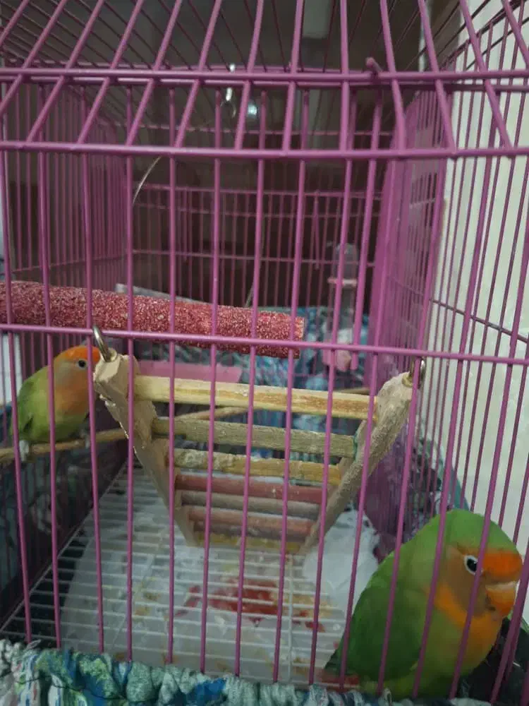 طوطی برزیلی|پرنده|فردیس, شهرک ناز|دیوار