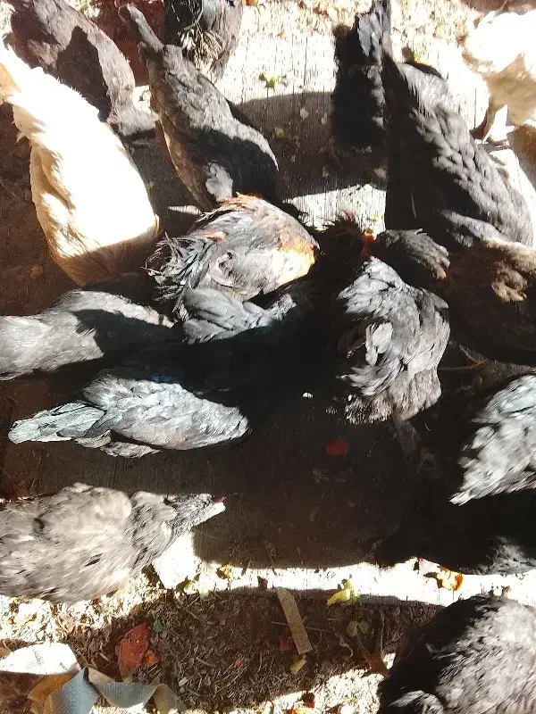 مرغ و خروس|حیوانات مزرعه|کاشان, امیرکبیر|دیوار