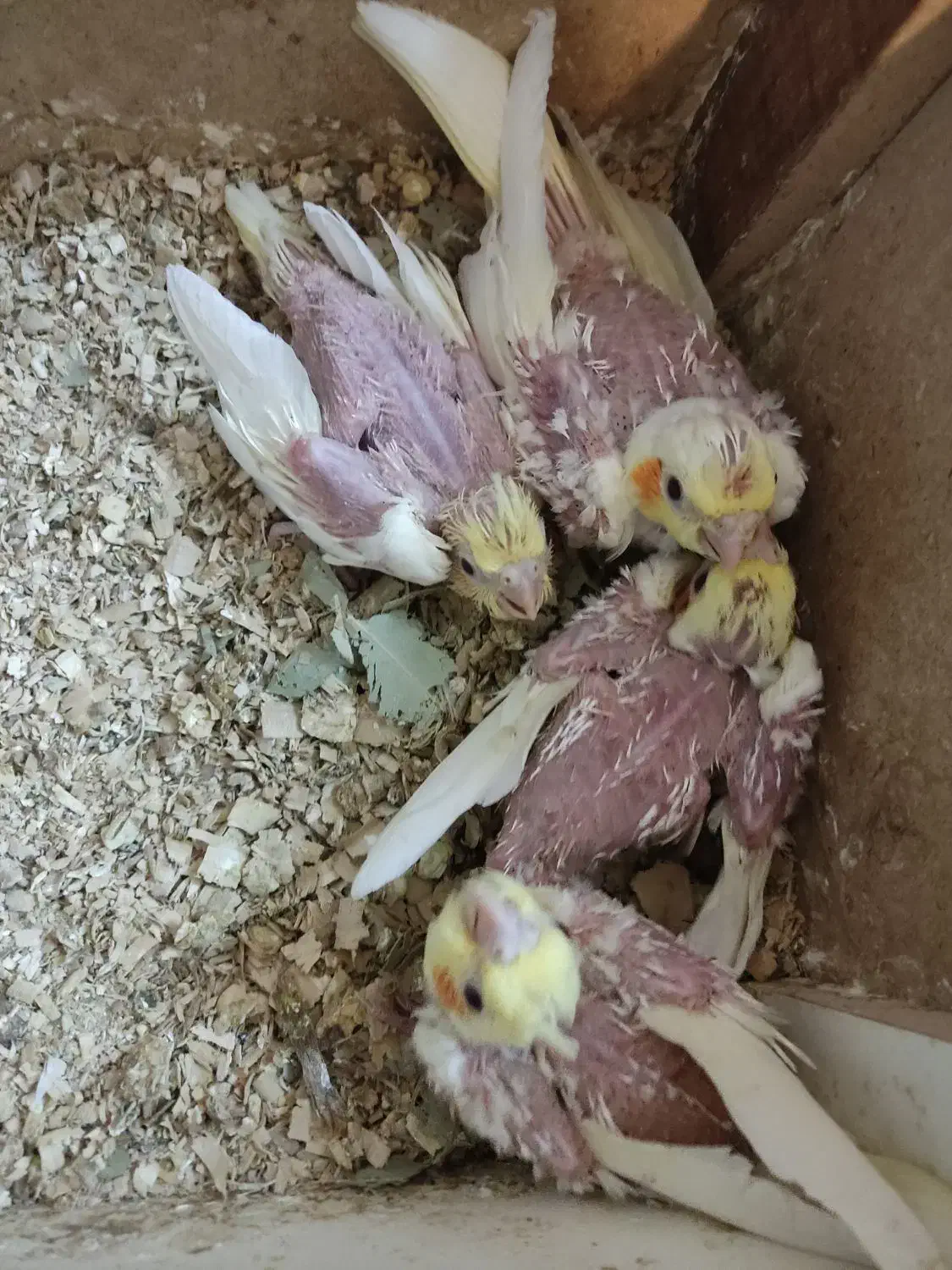 عروس هلندی ، مرغ عشق ،خنداب|پرنده|ملایر, |دیوار