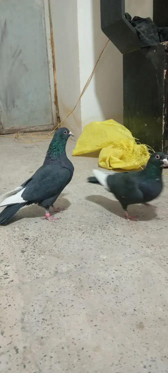 سیاه پلنگ|پرنده|گلزار, |دیوار