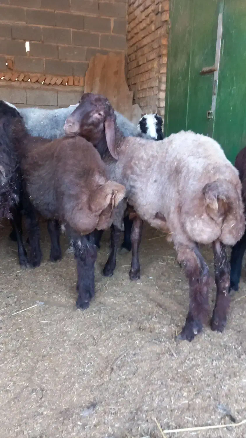 یک عددبره نرافشار|حیوانات مزرعه|گنبد کاووس, |دیوار