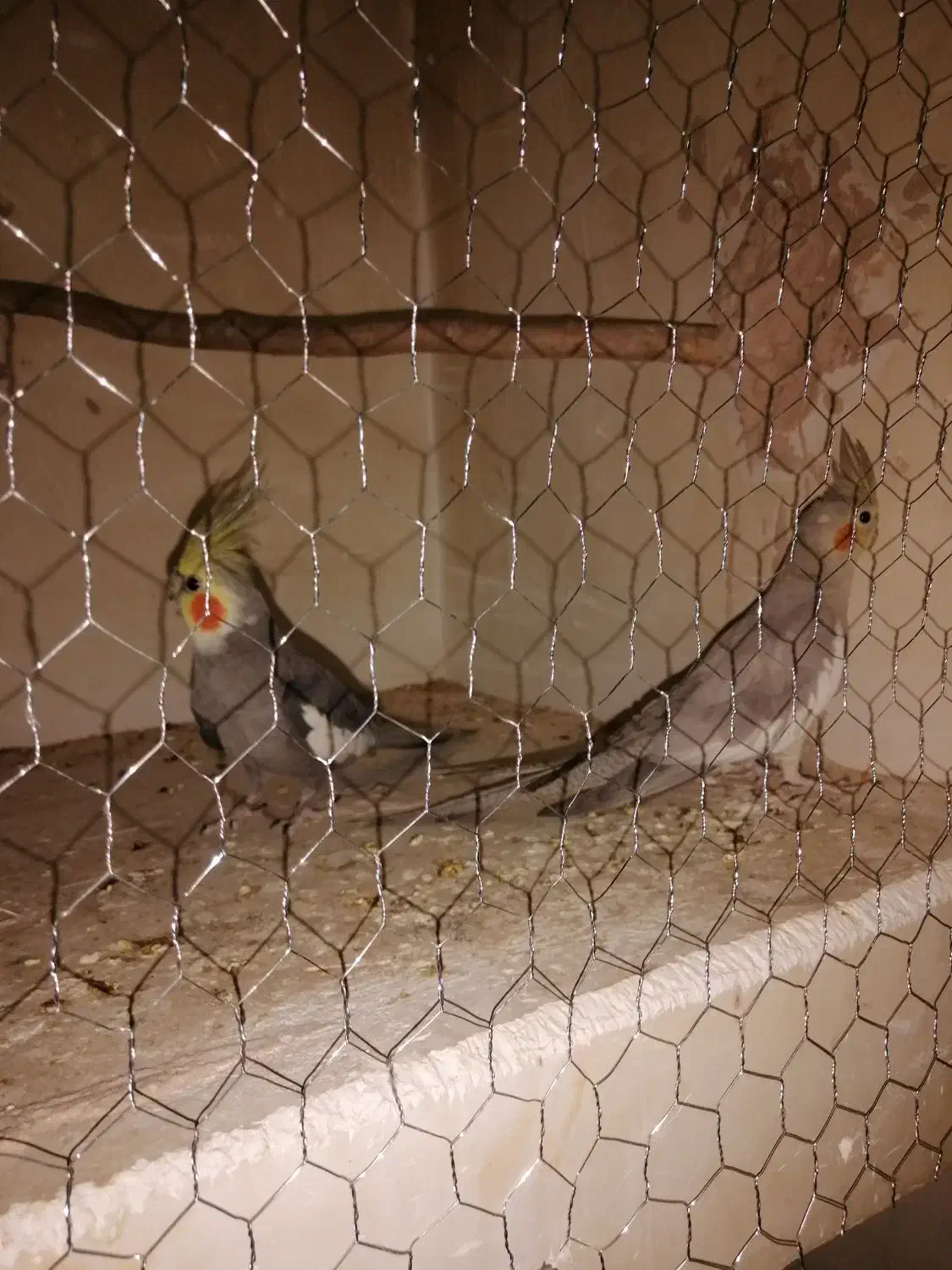 عروس هلندی مولد|پرنده|کرمان, |دیوار