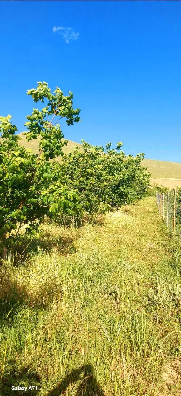 باغ|فروش خانه و ویلا|دینور, |دیوار