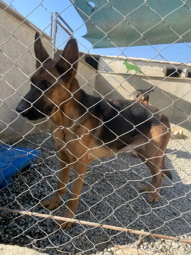 ورک لاین نگهبان|سگ|ماهدشت, |دیوار