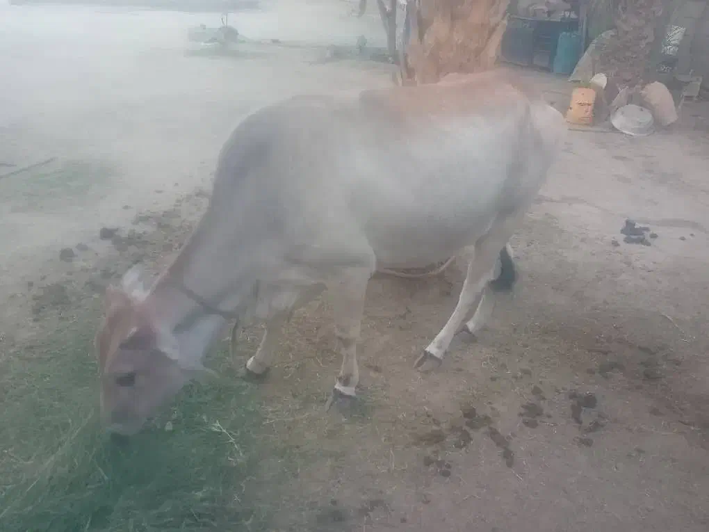 گاو ماده سالم و آبستن|حیوانات مزرعه|بیکاه, |دیوار