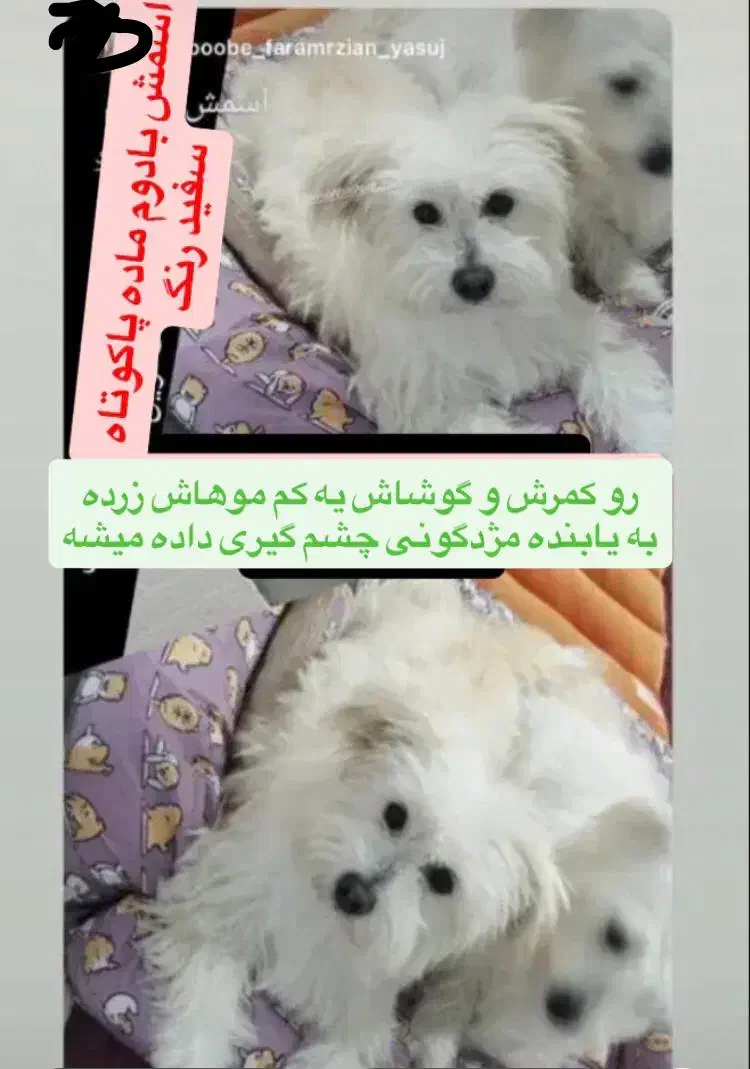 سگ گمشده|سگ|یاسوج, |دیوار