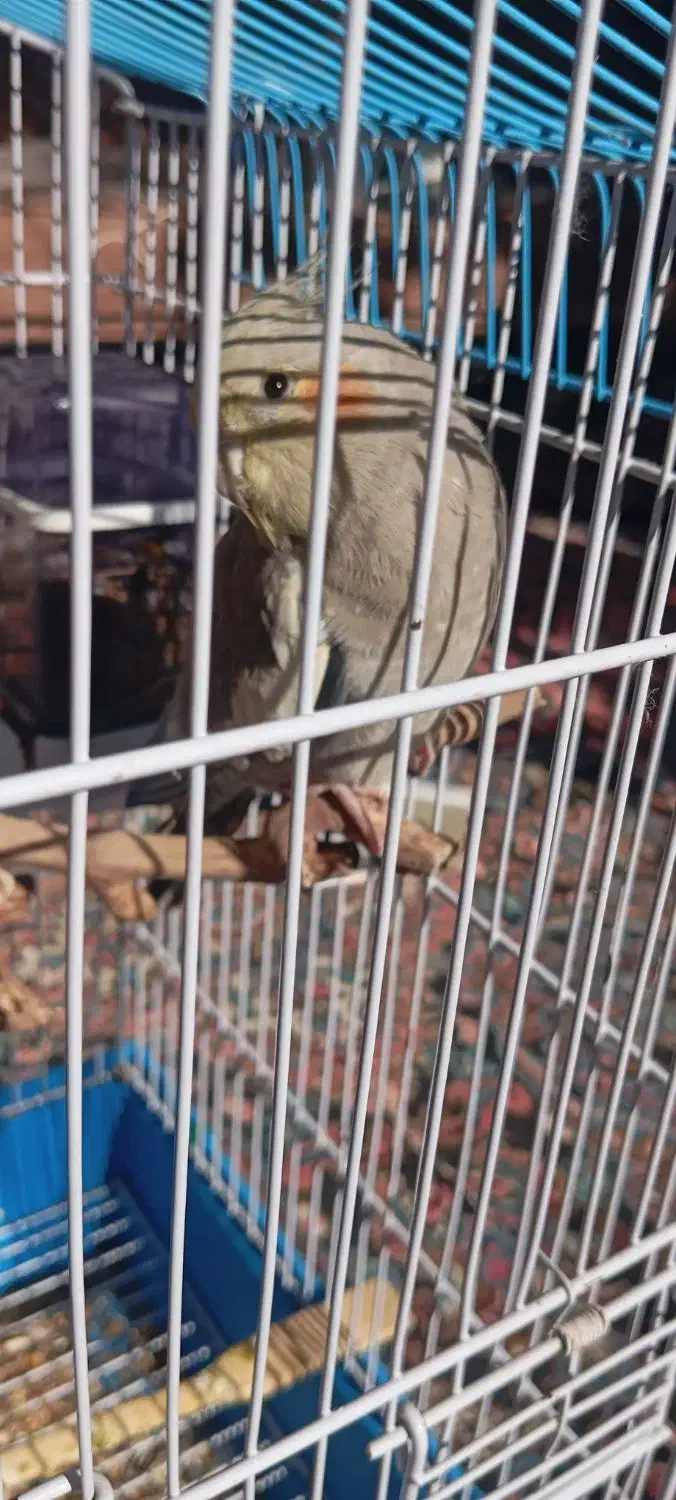 عروس هلندی|پرنده|خسروشاه, |دیوار