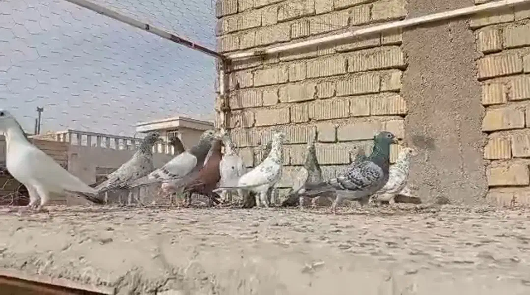 کبوتر|پرنده|شیراز, کرونی(خاتونک)|دیوار